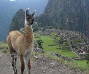 Puzzle Λάμα, γνωστότερο ζώου η αρχαία Ίνκα